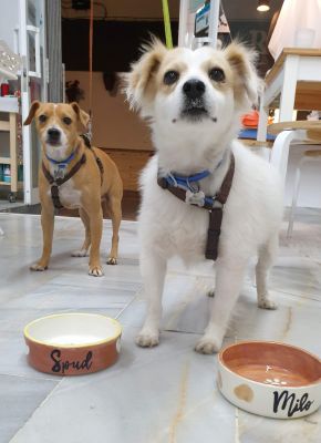 Homepage dog bowls